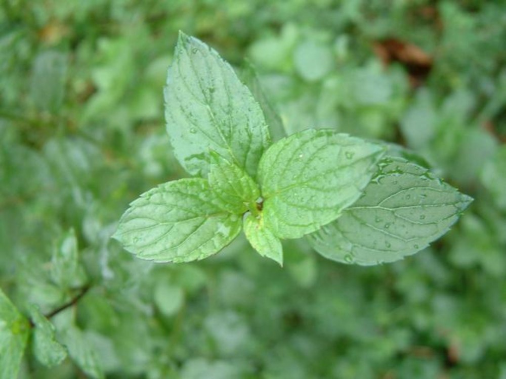 نعناع پشمالو